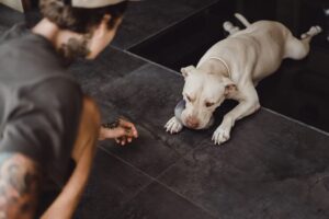 Dog Reactivity vs Aggression