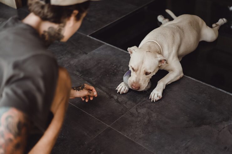Dog Reactivity vs Aggression