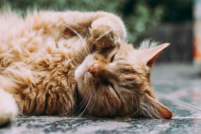Cat care
