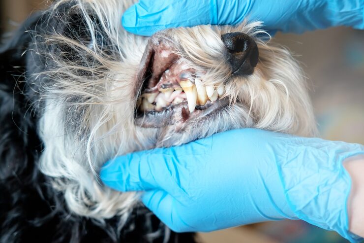 Dog teeth disease
