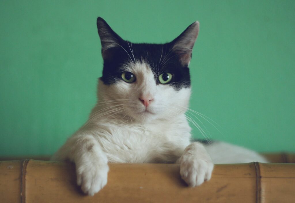 Cats & Kittens