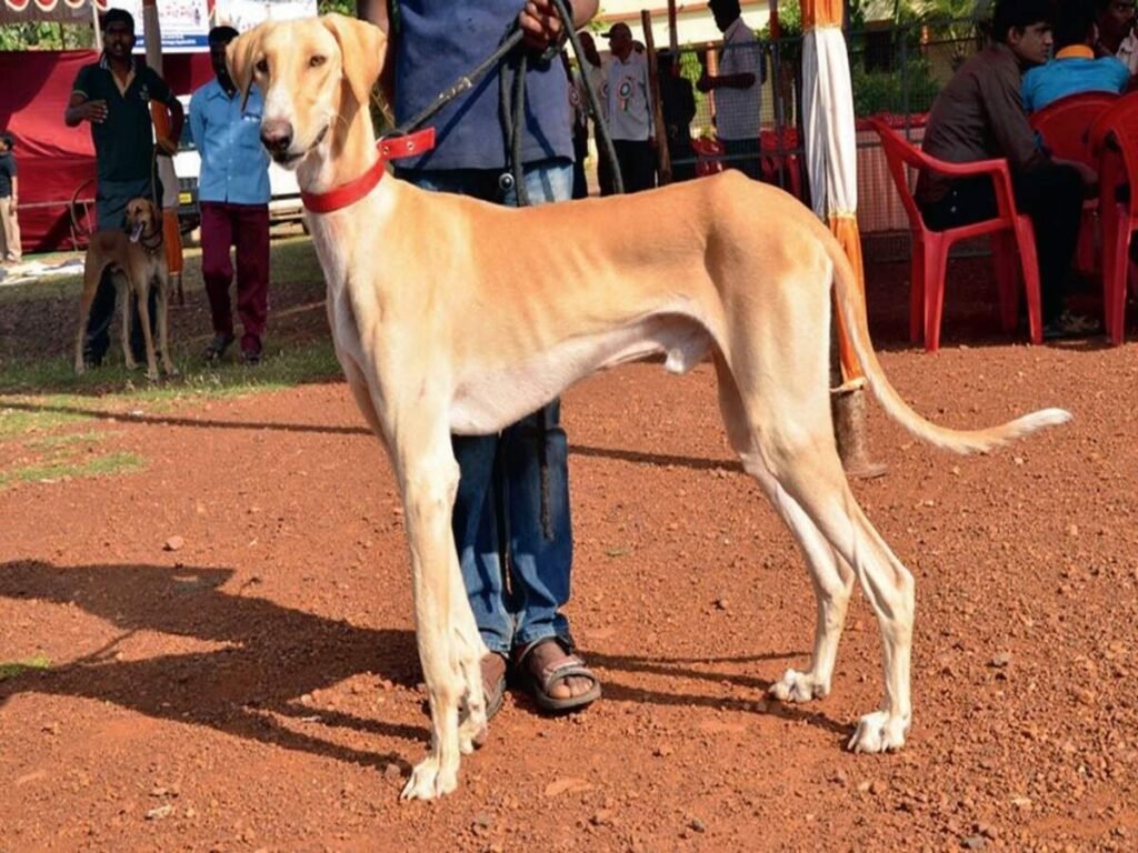 Mudhol Hound dog breed running outdoor