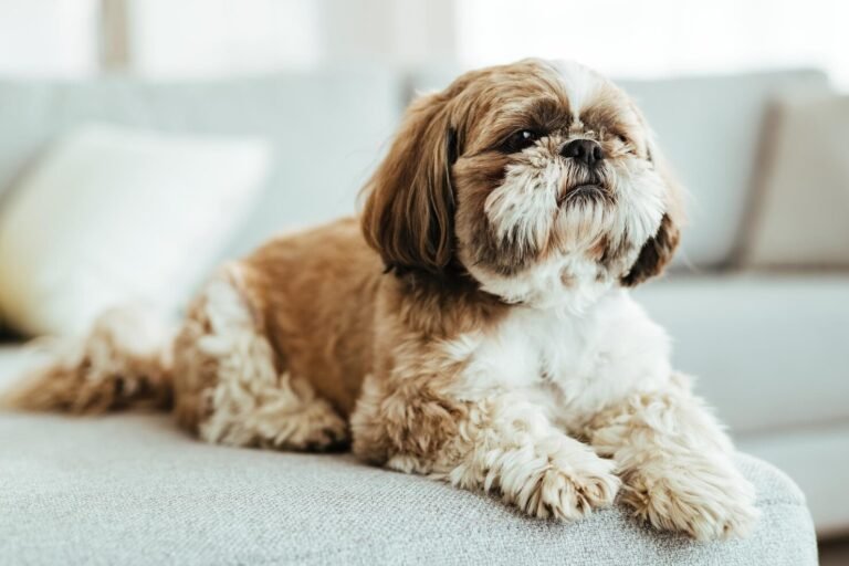 Shih Tzu dog breed sitting indoors