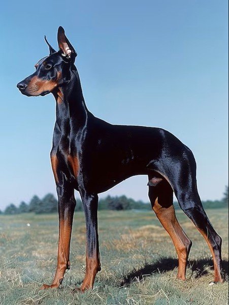 Doberman Pinscher Dog Breed: Complete Profile & Care Guide