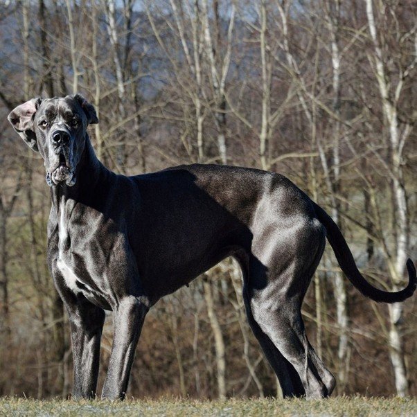 Great Dane Dog Breed: Complete Profile & Care Guide