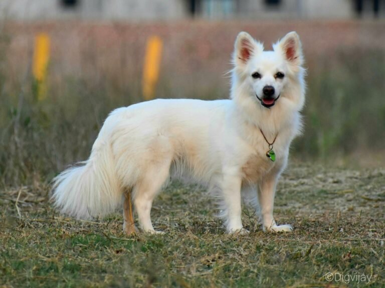 Indian Spitz Dog Breed: Complete Profile & Care Guide