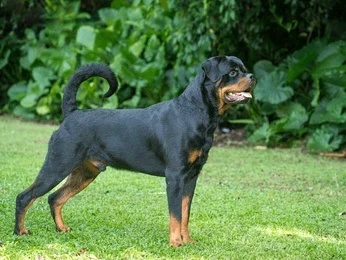 Rottweiler dog breed standing in yard