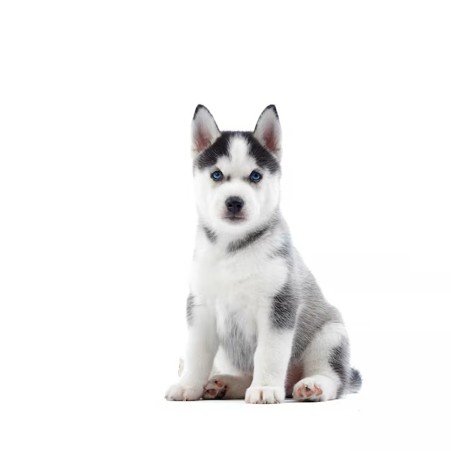 Siberian Husky Dog Breed: Complete Profile & Care Guide