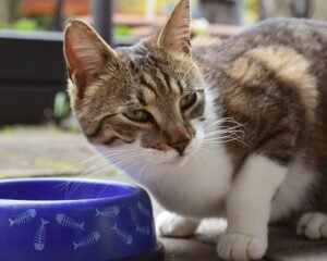 best cat food