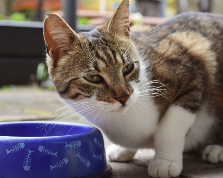 best cat food