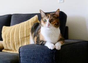 cat care