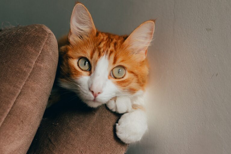 cat care