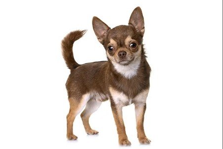 Chihuahua dog breed sitting inside