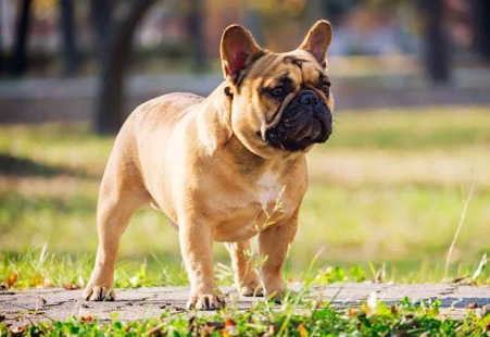 French Bulldog dog breed sitting indoors