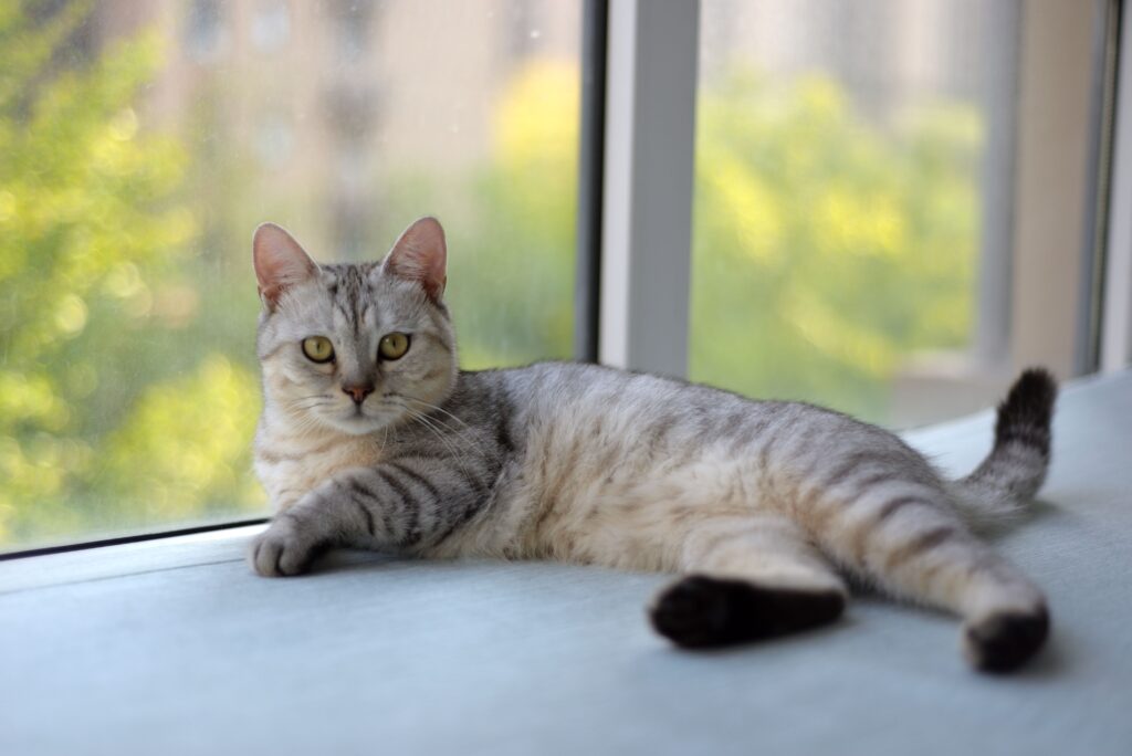 Healthy Cat