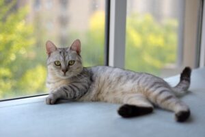 Healthy Cat