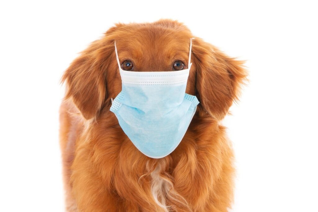 Why Is My Dog Shaking? Common Causes, Explained
