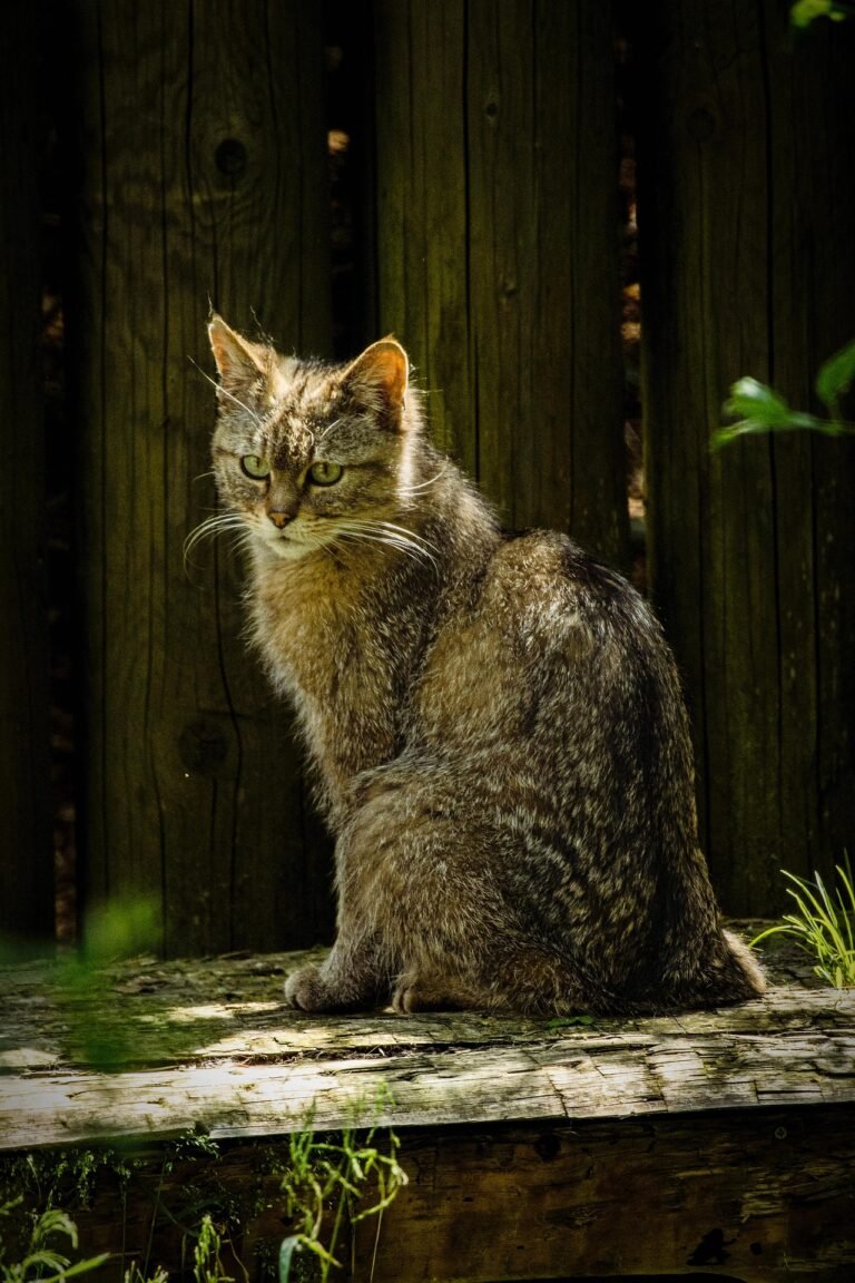 Indian Street Cat