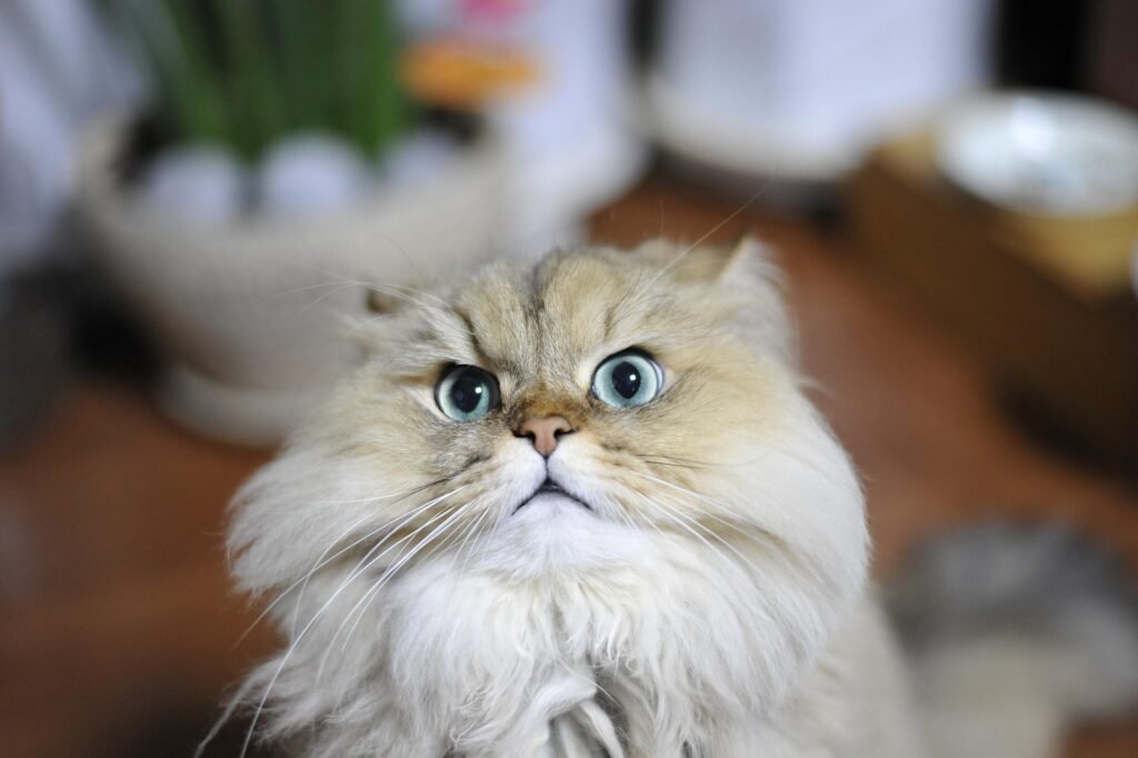 Persian Cats Care