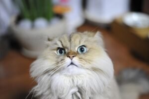 Persian Cats Care