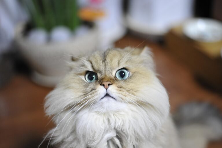 Persian Cats Care