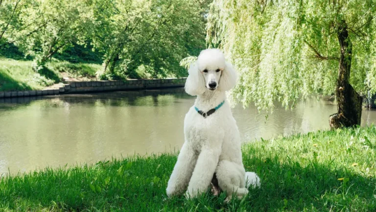 Poodle dog breed sitting in garden