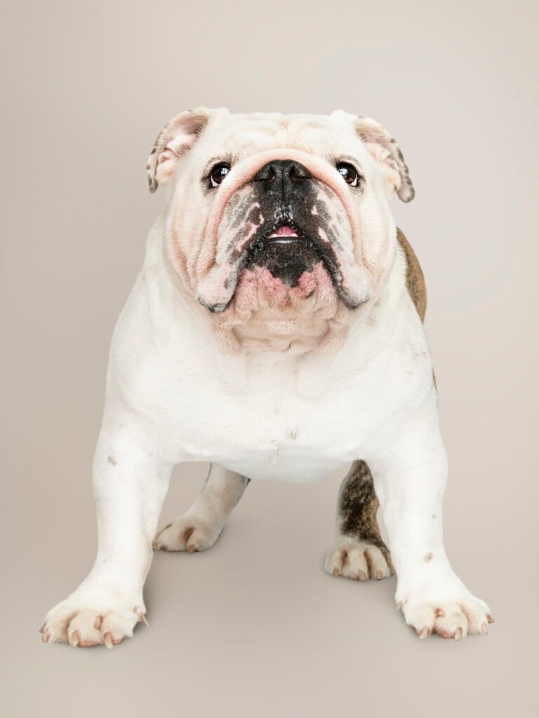 Bulldog dog breed sitting indoors