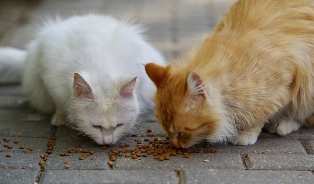 best cat food for Indian cats