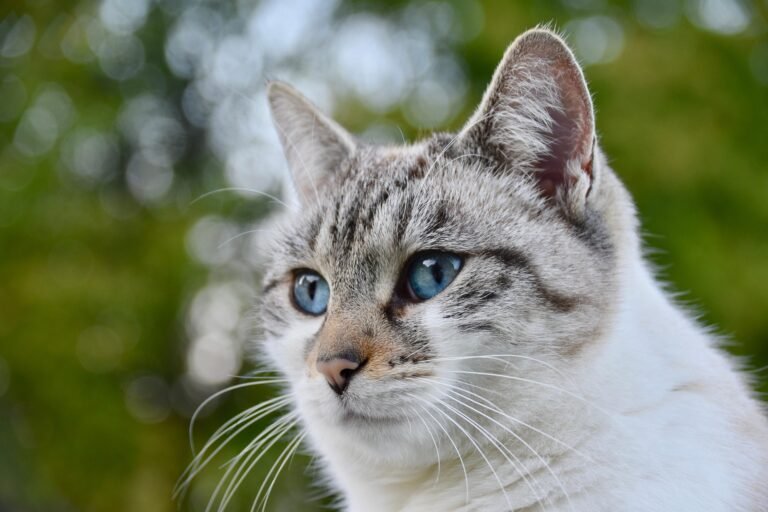 Siamese cat price in India