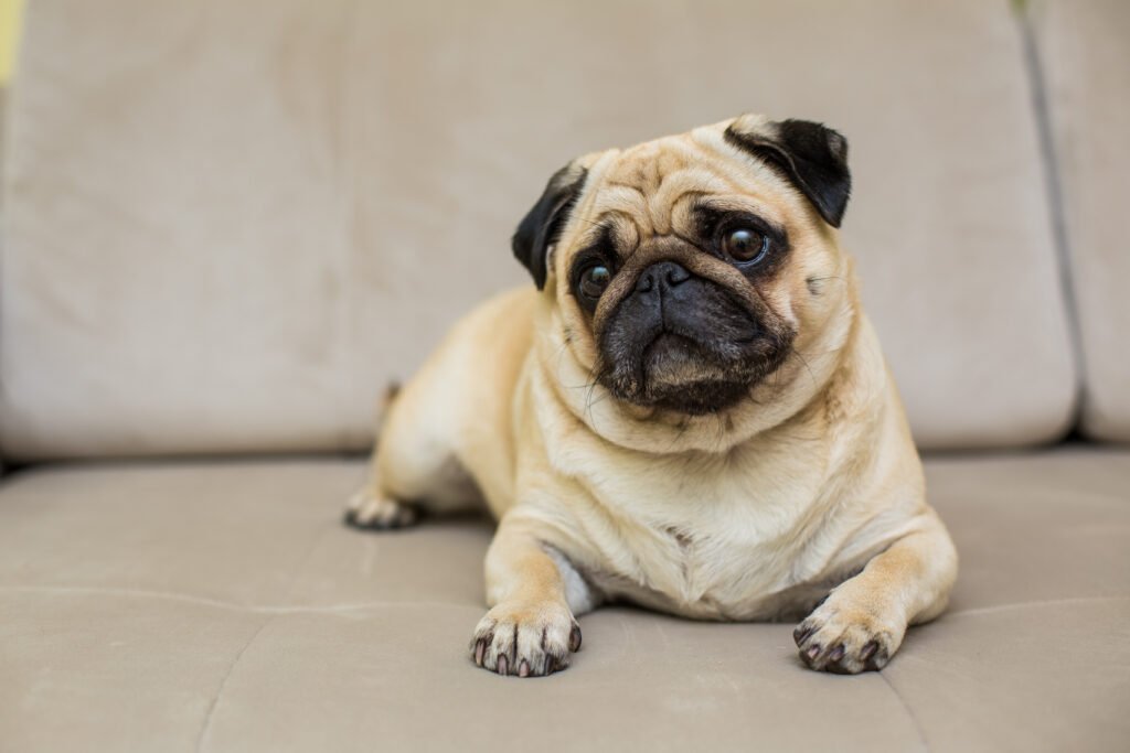 BullDog breed india