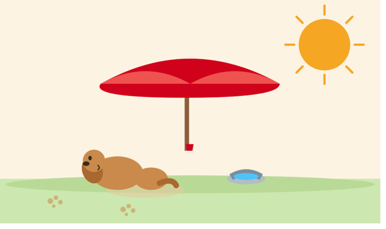 Dog Days of Summer: How to Keep Your Dog Cool, Safe & Happy in the Indian Heat
