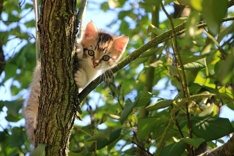 Best Cat Breeds for Indian Climate