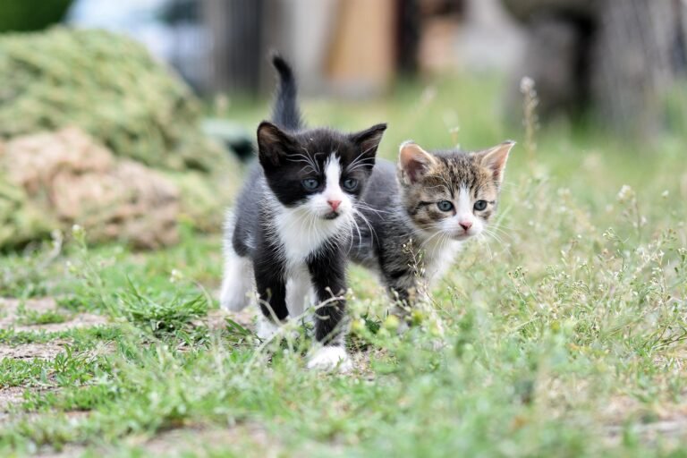 Indian cat breeds