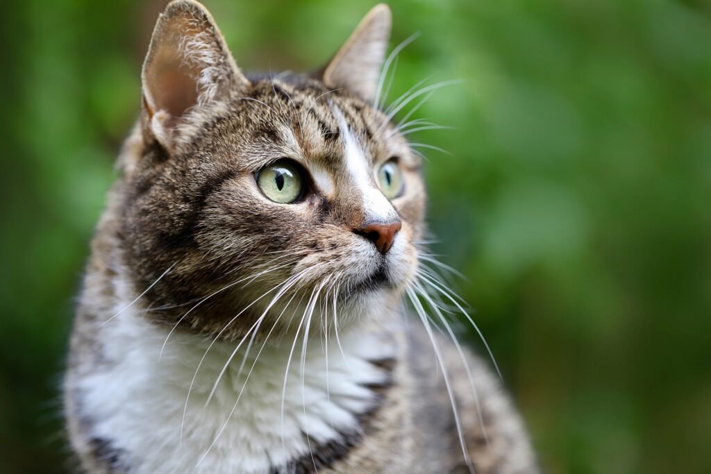 Indian Billi Cat Guide