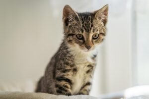 kitten in India