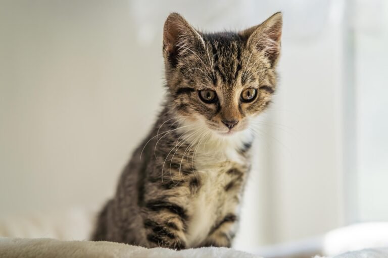 kitten in India