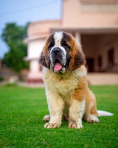 Saint Bernard dog breed lying indoors