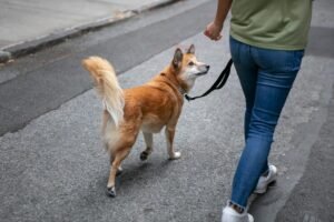 Why Does My Dog Follow Me Everywhere?