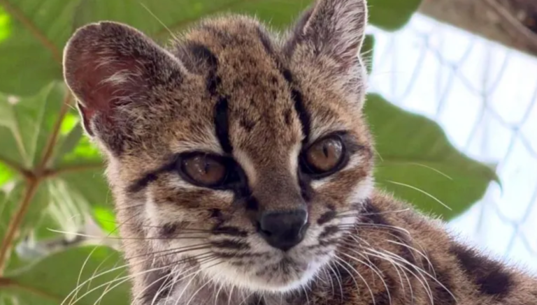 Scientists Just Discovered a Brand-New Wild Cat Species — And It Looks Like a Mini Leopard